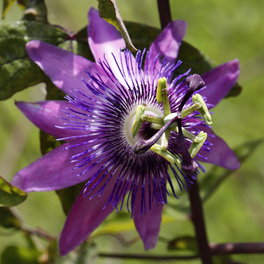Passionsblume, Passiflora caerulea »Lavender«, Blüte: flieder
