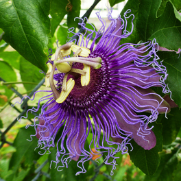 Passionsblume, Passiflora caerulea »Purple Haze«, Blüte: violett
