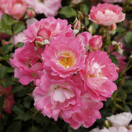 Patiorose, Rosa »Flirt 2011®«, Blüten: rosa