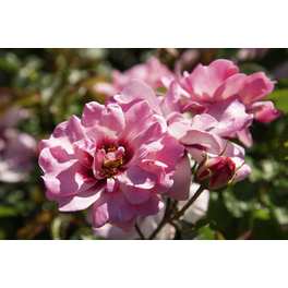 Persische Rose, Rosa hybrida »Eye to Eye«, Blüte: rosarot, einfach