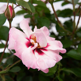 Persische Rose, Rosa hybrida »Eye to Eye«, Blüte: rosarot, einfach