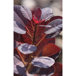 Perückenstrauch, Cotinus coggygria »Royal Purple«, Blätter: dunkelrot, Blüten: rotbraun