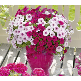 Petunie, Petunia Hybriden »Rio Samba Trio«, Blüte: dreifarbig, einfach Petunie, Petunia Hybriden »Rio Samba Trio«, Blüte: dreifarbig, einfach