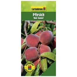 Pfirsich, Prunus persica »Redhaven«, Früchte: süß