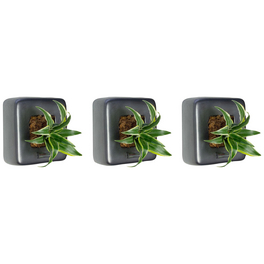 Pflanzen in Keramik 3er-Set, BxHxT: 16 x 16 x 22 cm, grau