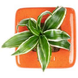 Pflanzen in Keramik, BxHxT: 16 x 16 x 22 cm, orange