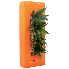 Pflanzen in Keramik, BxHxT: 40 x 16 x 22 cm, orange