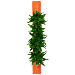 Pflanzen in Keramik, BxHxT: 65 x 7,5 x 22 cm, orange