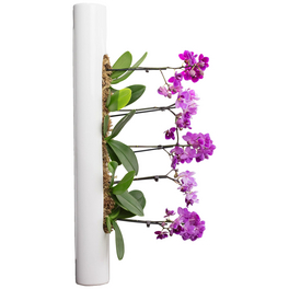 Pflanzen in Keramik Edition Orchidee, BxHxT: 65 x 7,5 x 22 cm, weiß