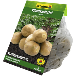 Pflanzkartoffel, Solanum tuberosum » Adretta«, 10 Stück
