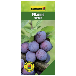 Pflaume, Prunus domestica »Herman«, Früchte: süß-säuerlich