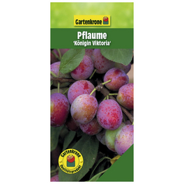 Pflaume, Prunus domestica »Königin Viktoria«, Früchte: süß-säuerlich