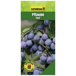 Pflaume, Prunus domestica »Opal«, Früchte: süß-säuerlich
