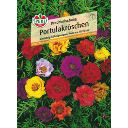 Portulakröschen »Prachtmischung«, einjährig, farbenfroher Blütenteppich, Höhe 10-15 cm