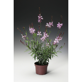 Prachtkerze »Gaura lindheimeri«, rosa, winterhart Prachtkerze »Gaura lindheimeri«, rosa, winterhart