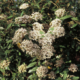 Prager Schneeball, Viburnum pragense, Blätter: grün, Blüten: cremeweiß