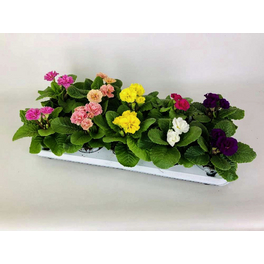 Primel, Primula acaulis, bis 25 cm