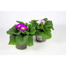 Primel, Primula acaulis »Milkshake«, bis 25 cm