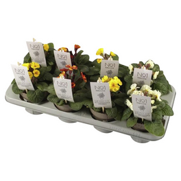 Primel, Primula veris, bis 35 cm