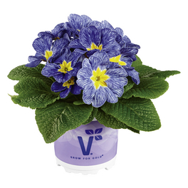 Primel, Primula vulgaris »Ozean Nautilus«, bis 25 cm