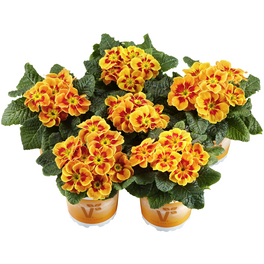 Primel, Primula vulgaris »Tiger«, Blütenfarbe: zweifarbig