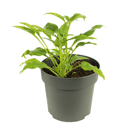 Purpur-Sonnenhut, Echinacea Purpurea