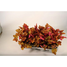 Purpurglöckchen »Heuchera Hybriden«, winterhart Purpurglöckchen »Heuchera Hybriden«, winterhart