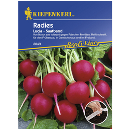 Radieschen sativus var. sativus Raphanus