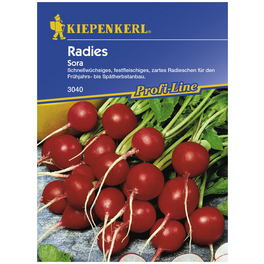 Radieschen sativus var. sativus Raphanus »Raphanus sativus var. sativus«