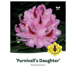 Rhododendron furnivalls »Daughter«, hellrosa, Höhe: 30 - 40 cm
