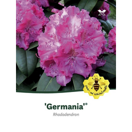 Rhododendron »Germania«, rosa, Höhe: 30 - 40 cm