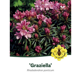 Rhododendron »Graziella«, rosa, Höhe: 30 - 40 cm
