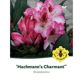 Rhododendron »Hachmann's Charmant«, weiß/rosa, Höhe: 30 - 40 cm