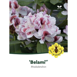 Rhododendron hybride »Belami«, weiß/rosa, Höhe: 30 - 40 cm Rhododendron hybride »Belami«, weiß/rosa, Höhe: 30 - 40 cm