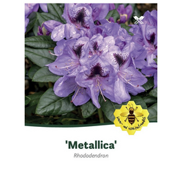 Rhododendron »Metallica«, lila, Höhe: 30 - 40 cm