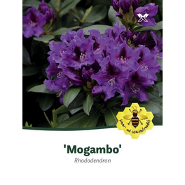 Rhododendron »Mogambo«, violett, Höhe: 30 - 40 cm