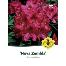 Rhododendron »Nova Zembla«, rot, Höhe: 40 - 50 cm
