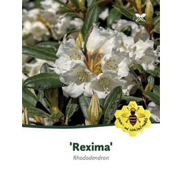 Rhododendron »Rexima«, weiß, Höhe: 30 - 40 cm