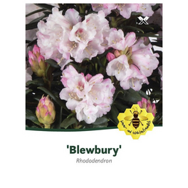 Rhododendron roxieanum »Blewbury«, weiß, Höhe: 30 - 40 cm