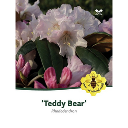 Rhododendron »Teddy Bear«, rosa, Höhe: 30 - 40 cm