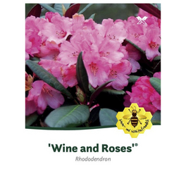 Rhododendron »Wine and Roses«, rosa, Höhe: 30 - 40 cm