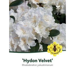 Rhododendron yakushimanum »Hydon Velvet«, weiß, Höhe: 30 - 40 cm