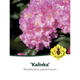 Rhododendron in diversen Farben  einfach direkt zu hagebau.de