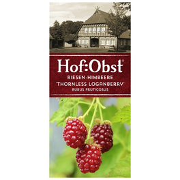 Riesen-Himbeere, Rubus fruticosus »Thornless Logan«, Frucht: rot, zum Verzehr geeignet