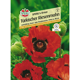 Riesenmohn »SPERLI's Orient«, mehrjährig, feuerrote Prachtstaude, Höhe ca. 80 cm