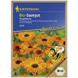 Ringelblume, Calendula officinalis, Samen, Blüte: orange
