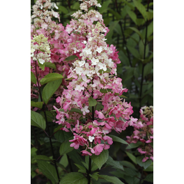 Rispenhortensie 'Pinky Winky'®, paniculata, Topf: 25 cm, Blüten: weiß/rosa Rispenhortensie 'Pinky Winky'®, paniculata, Topf: 25 cm, Blüten: weiß/rosa