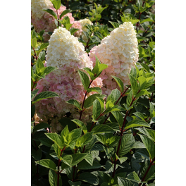 Rispenhortensie 'Silver Dollar', paniculata, Topf: 23 cm, Blüten: weiß/rosa Rispenhortensie 'Silver Dollar', paniculata, Topf: 23 cm, Blüten: weiß/rosa