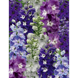Rittersporn »Delphinium«, bunt, winterhart