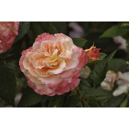 Romantischer Rosenstamm 'Augusta Luise'®, Rosa hybride »Augusta Luise«, Blüte: pfirsichfarben